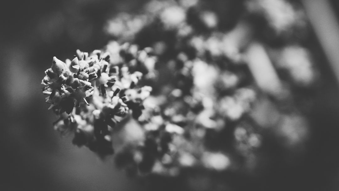 Artistic Close-Up of Flower Buds in Black and White - Free Images, Stock Photos and Pictures on Pikwizard.com