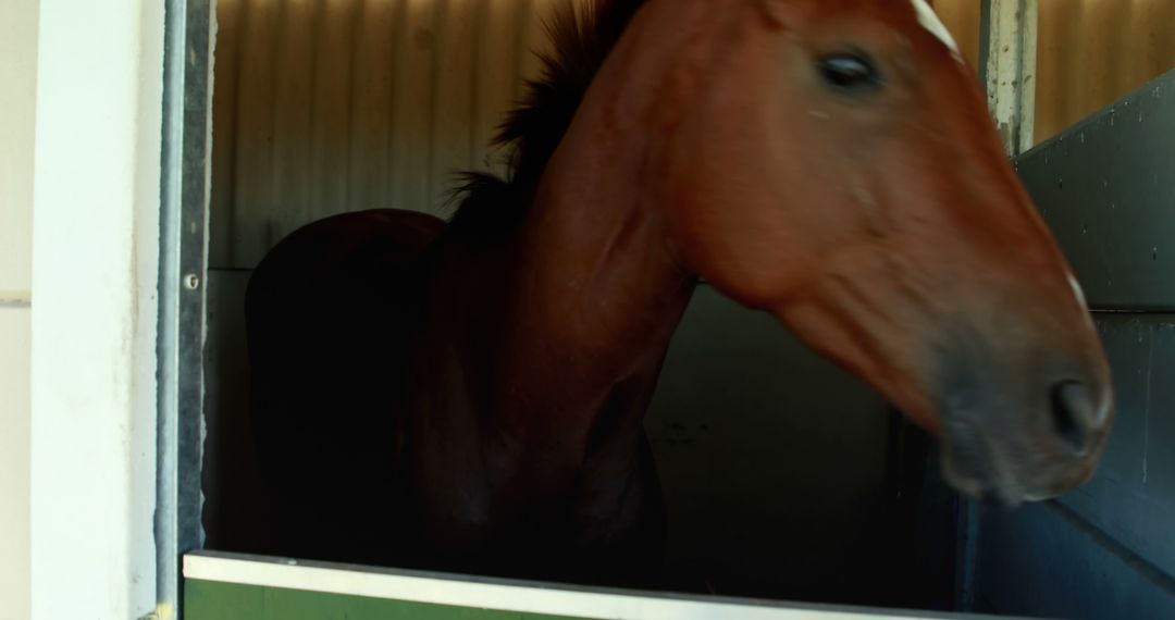 Close-up of a Brown Horse in a Stable - Free Images, Stock Photos and Pictures on Pikwizard.com