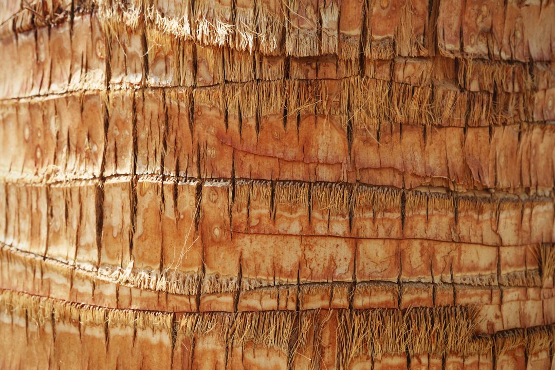 Close-Up of Textured Palm Tree Bark - Free Images, Stock Photos and Pictures on Pikwizard.com