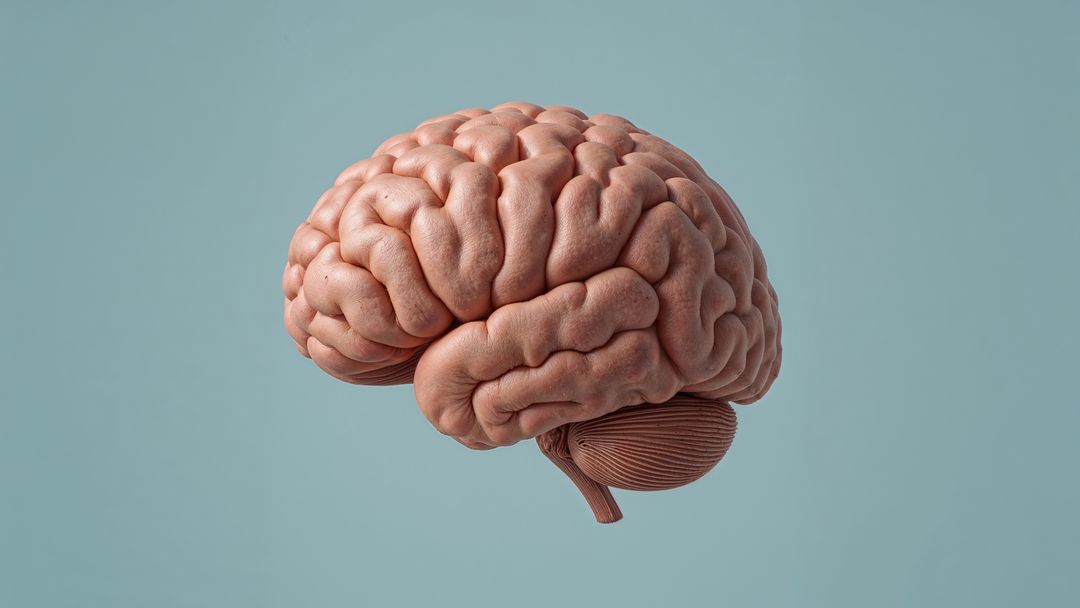 Realistic 3D Anatomical Brain Model in Digital Studio