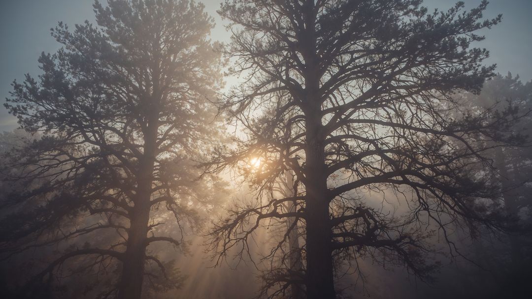 Misty Sunrise in Coniferous Forest with Sun Rays