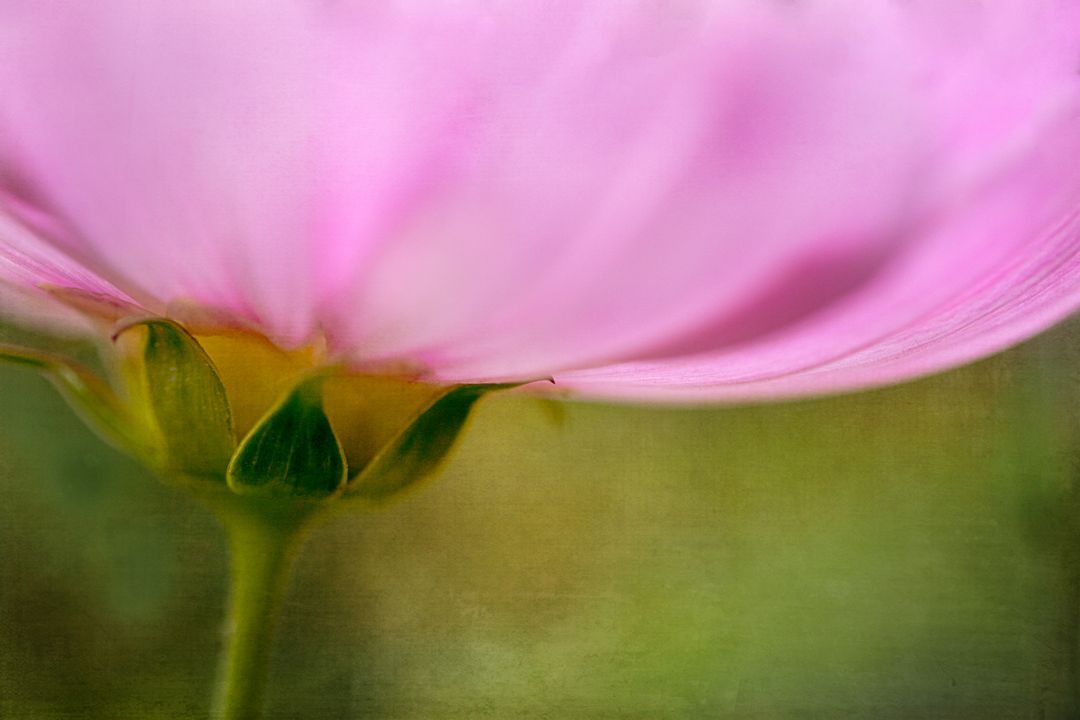 Blurred Pink Petal Close-Up
