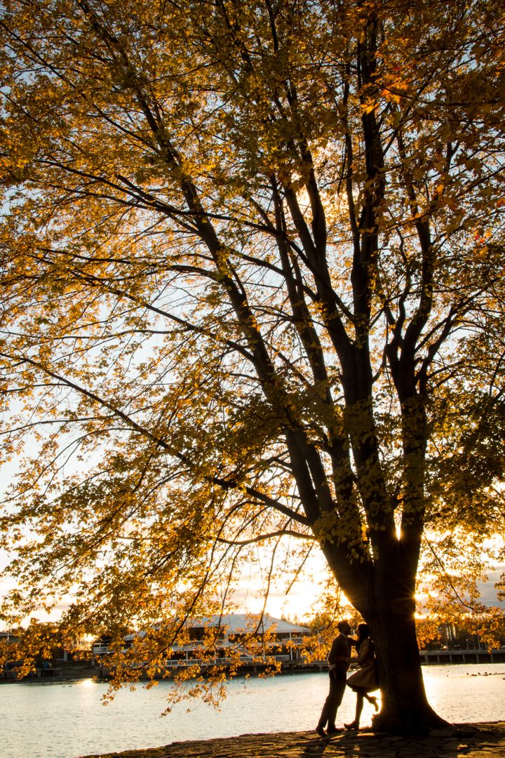 Sunlit Autumn Tree at Sunset by a Lake with Silhouetted Couple - Free Images, Stock Photos and Pictures on Pikwizard.com