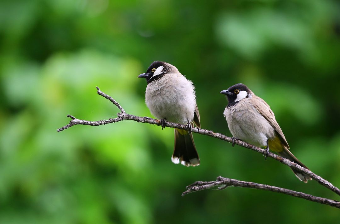 Two Bulbuls Perched on Tree Branch in Forest - Free Images, Stock Photos and Pictures on Pikwizard.com