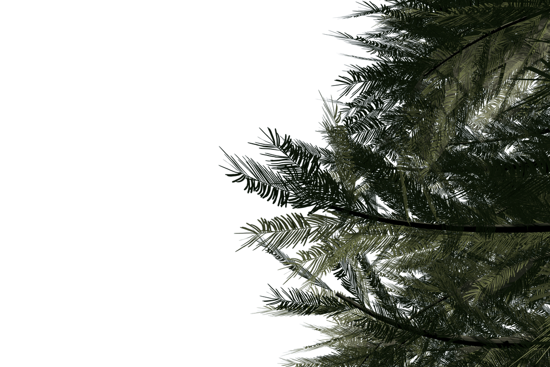 Transparent Pine Tree Branches Isolated for Nature Projects - Download Free Stock Images Pikwizard.com