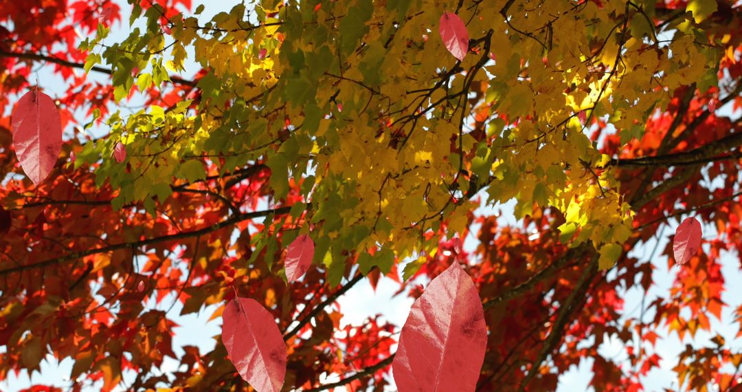 Vibrant Autumn Leaves in Red and Yellow Hues