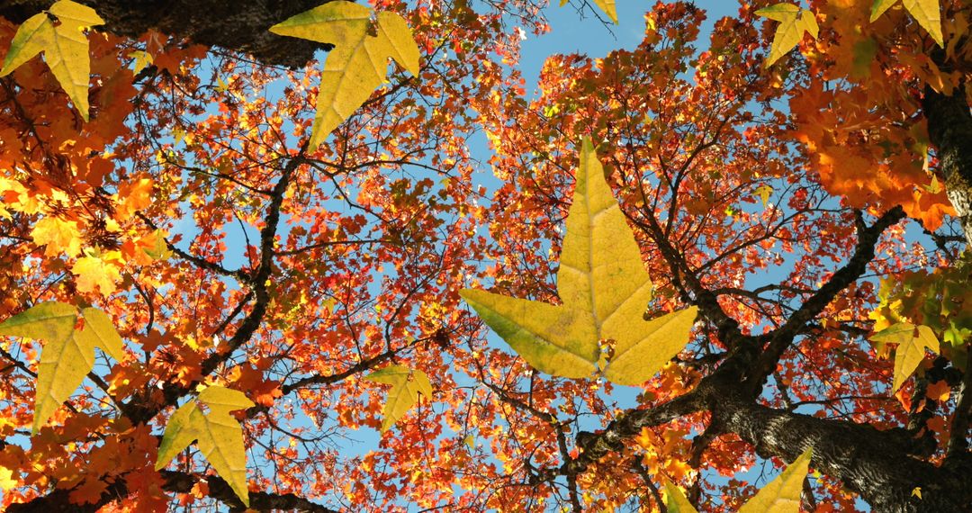 Golden Maple Leaves During Vibrant Autumn Fall
