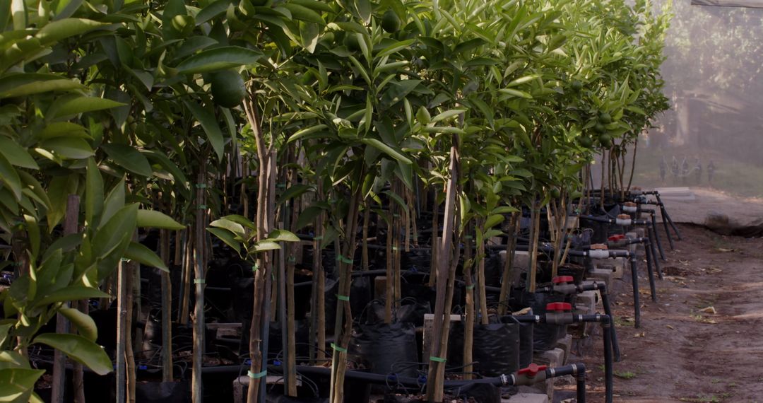 Young Tree Saplings Fostering Growth in Eco-Friendly Nursery