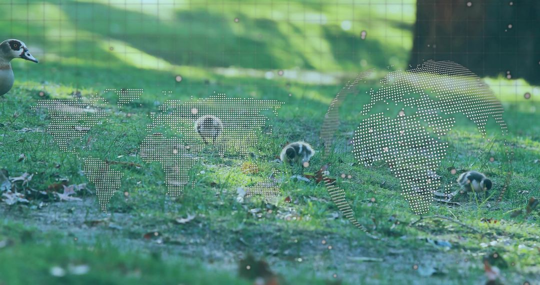 Goslings Foraging with Global Overlay in Serene Park