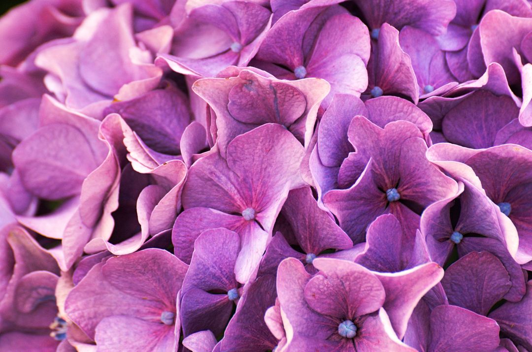 Close-up of Vibrant Purple Hydrangea Petals - Free Images, Stock Photos and Pictures on Pikwizard.com