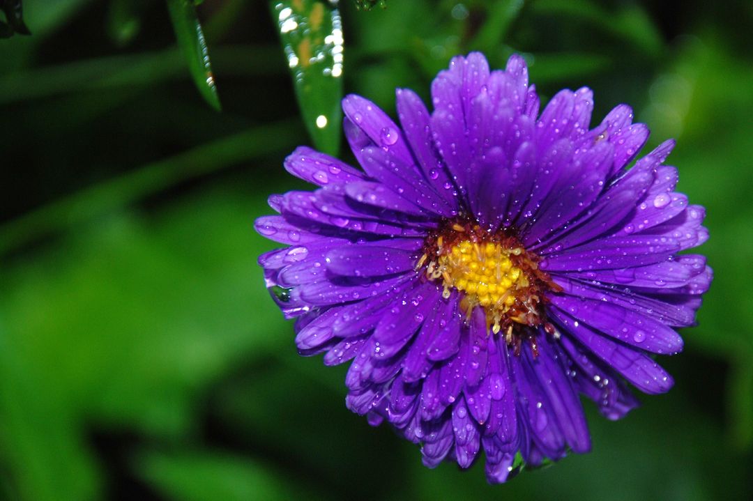 Close-Up of Purple Flower with Water Droplets - Free Images, Stock Photos and Pictures on Pikwizard.com