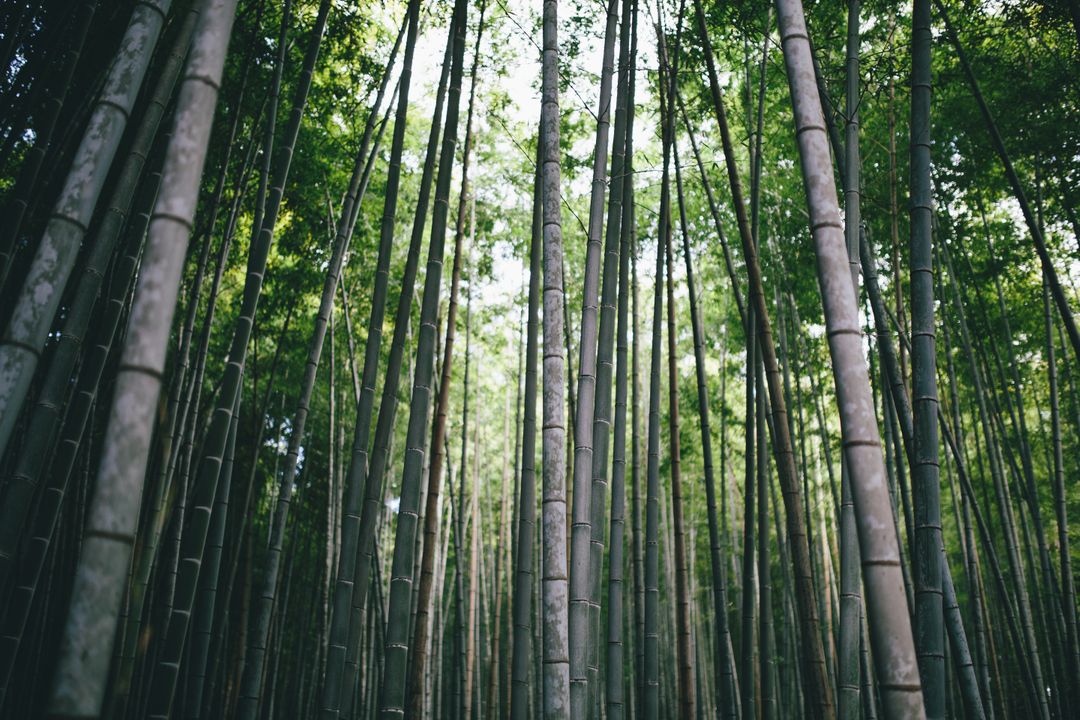 Serene Bamboo Forest with Tall Green Stalks - Free Images, Stock Photos and Pictures on Pikwizard.com
