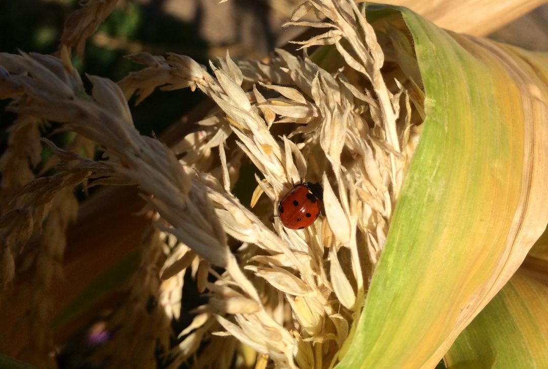 Ladybug on Corn Tassel in Natural Sunlight - Free Images, Stock Photos and Pictures on Pikwizard.com