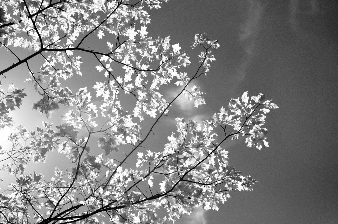 Black and White Silhouette of Autumn Leaves Against Sky - Free Images, Stock Photos and Pictures on Pikwizard.com