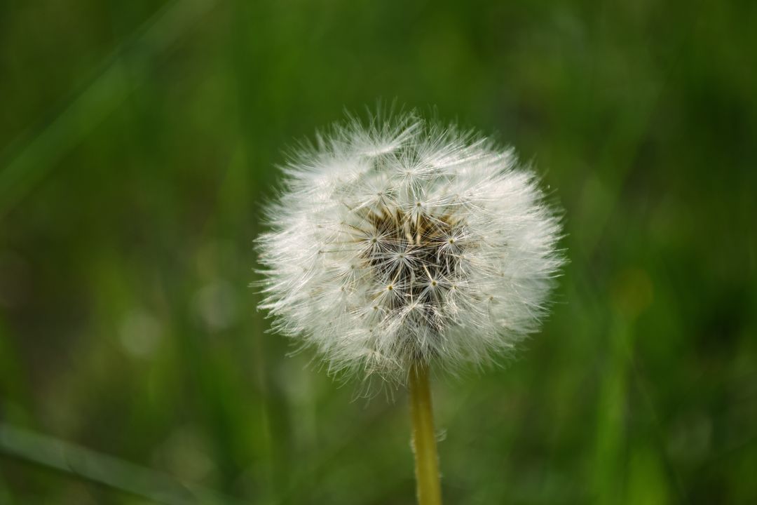 Close-Up of a Dandelion Seed Head on a Sunny Day - Free Images, Stock Photos and Pictures on Pikwizard.com