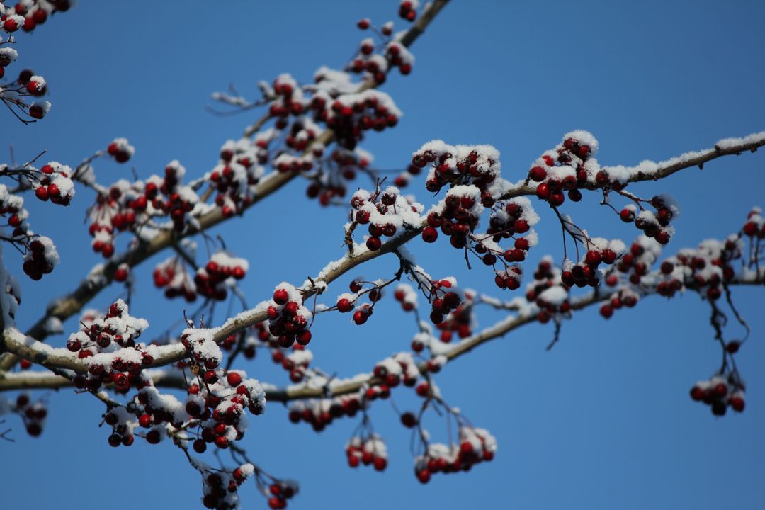 Snow Covered Red Berries on Tree Branch Against Blue Sky - Free Images, Stock Photos and Pictures on Pikwizard.com