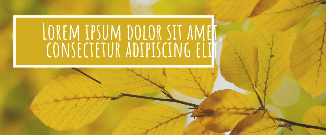 Vibrant Yellow Autumn Leaves Evoking Change