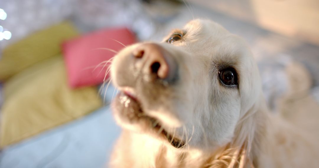 Close-up of Golden Retriever Looking Up with Adorable Eyes - Free Images, Stock Photos and Pictures on Pikwizard.com