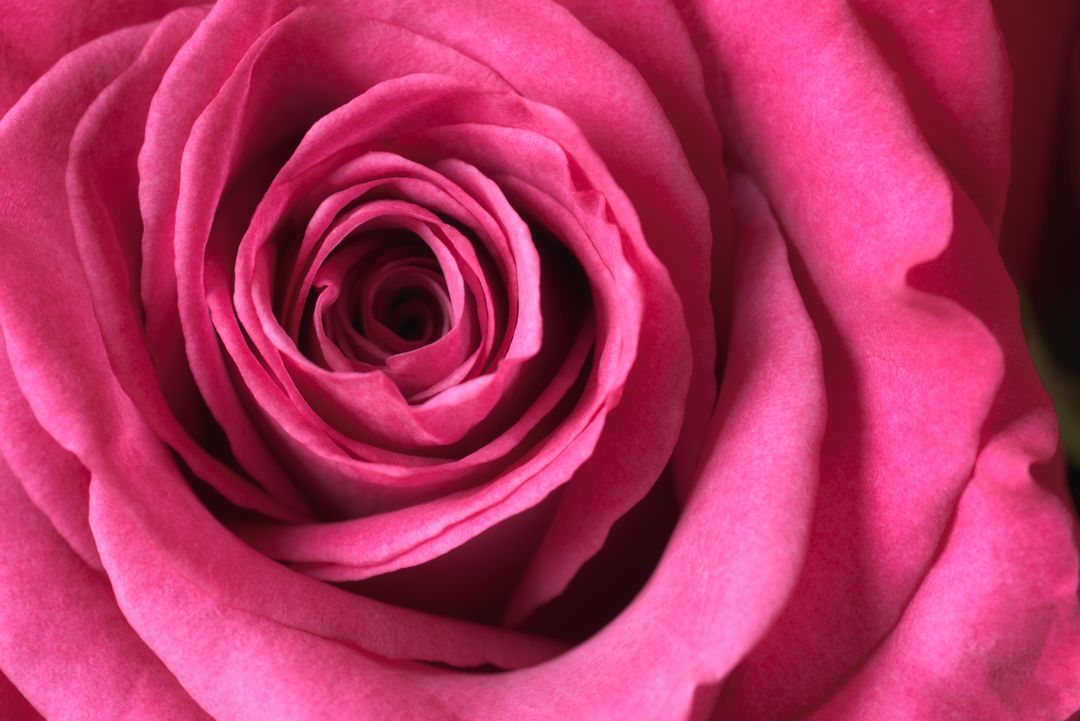 Intimate Macro Spiral of Vibrant Pink Rose Center Emphasizing Soft Petal Texture