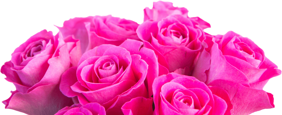 Vibrant Pink Roses with Transparent Background