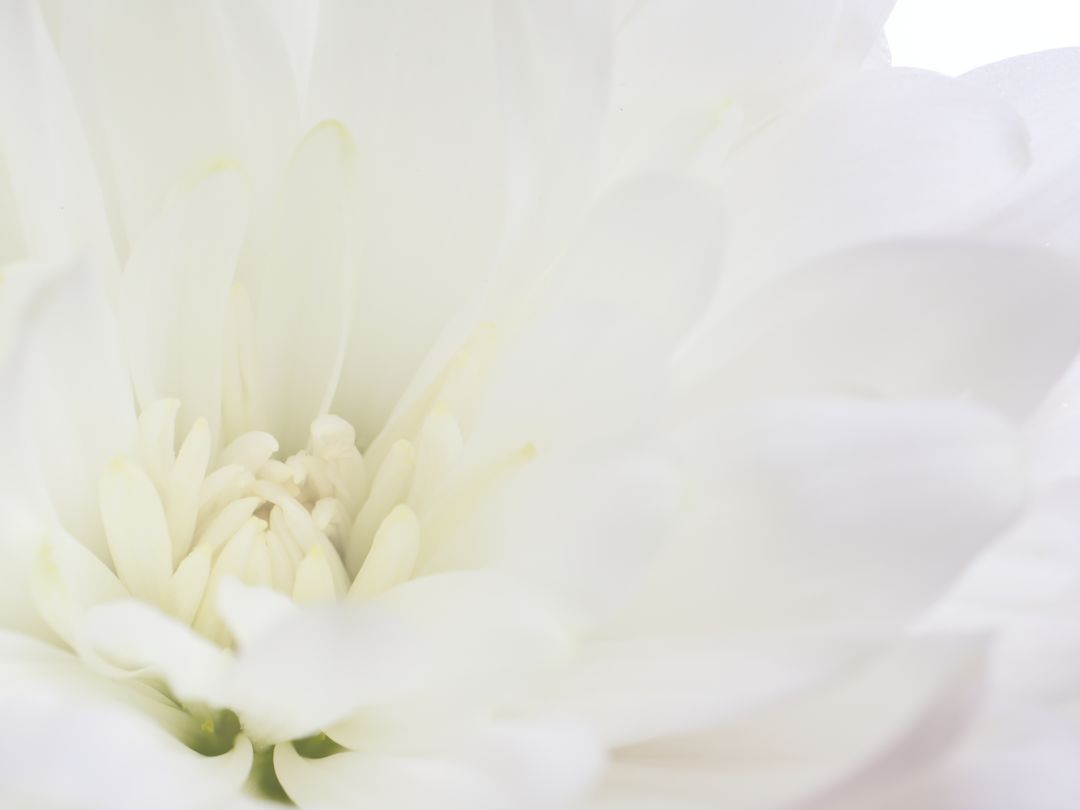 Close-Up of Soft White Chrysanthemum Petals