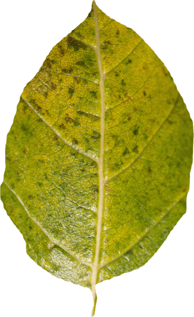 Transparent Leaf Close-up Featuring Vibrant Green Texture Details