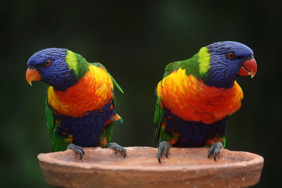 Two Colorful Rainbow Lorikeets Perched on Clay Birdbath - Free Images, Stock Photos and Pictures on Pikwizard.com