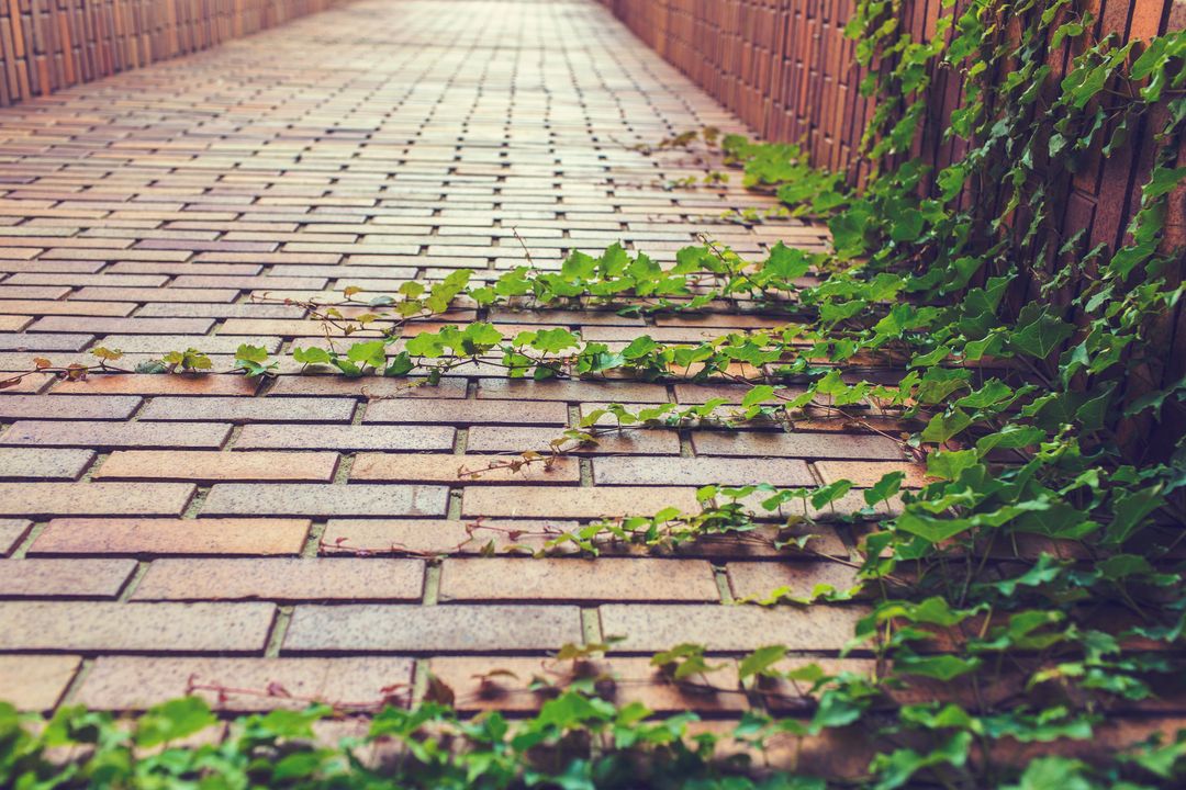 Creeping Vines on Brick Pathway Highlighting Nature's Resilience