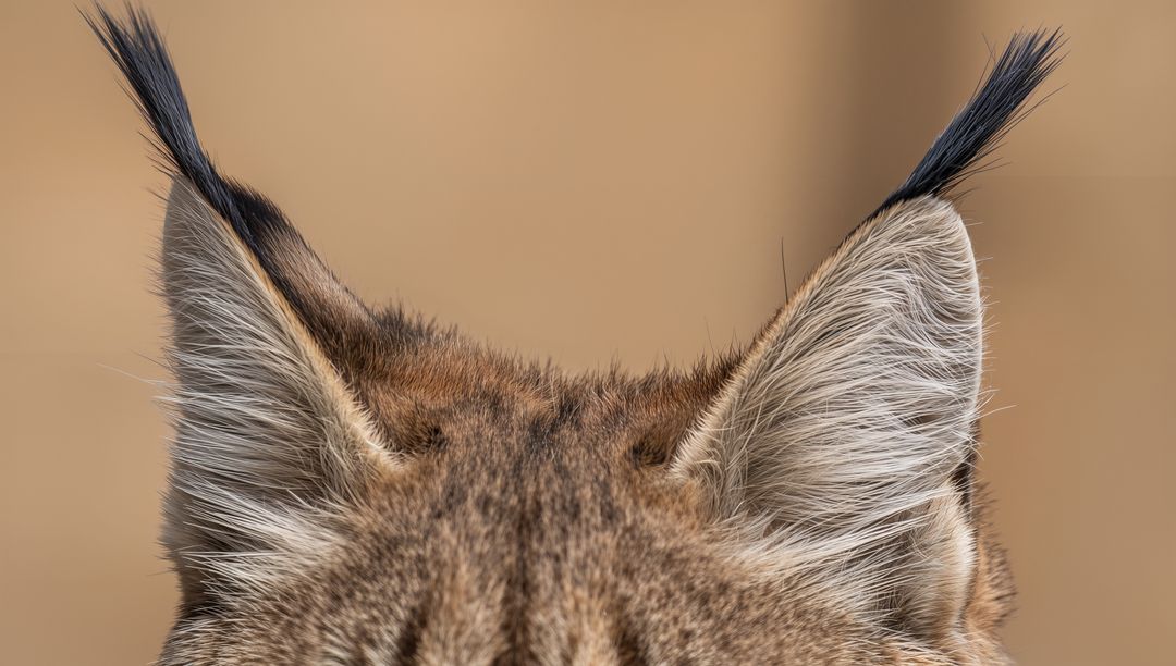 Lynx Ears Revealing Tufted Tips and Fine Fur Texture Closeup