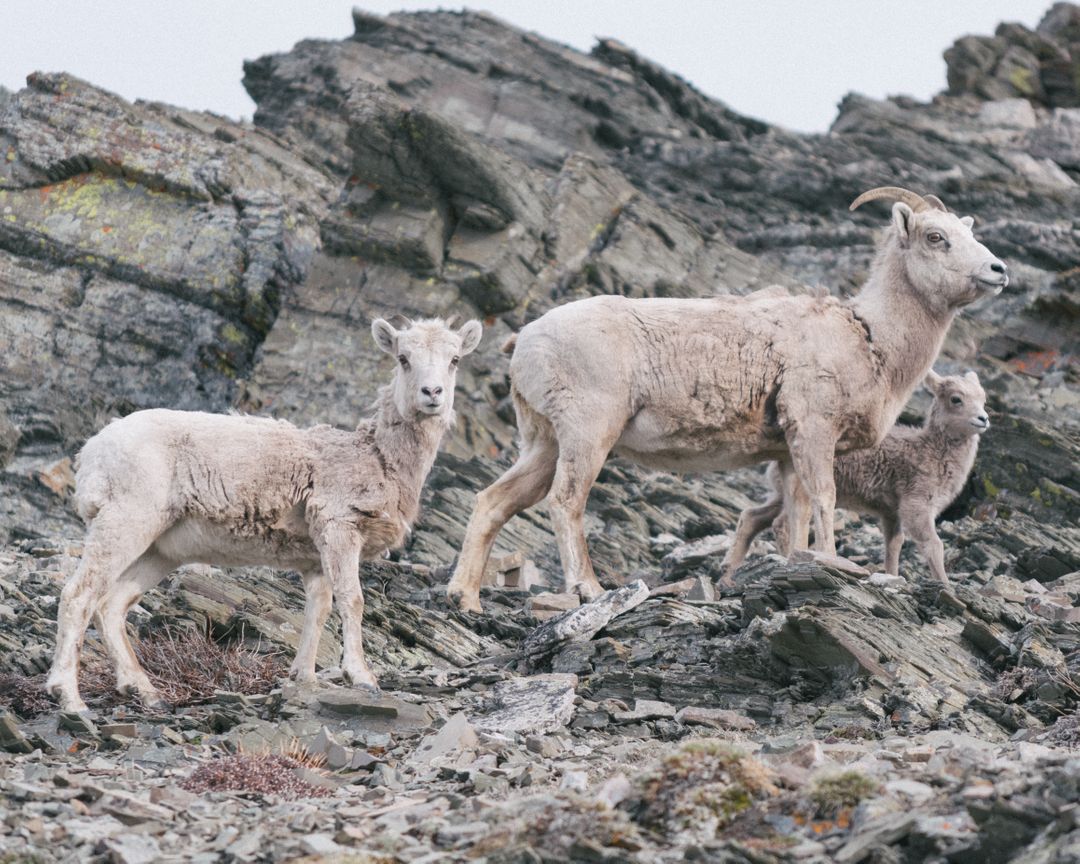 Mountain Goats Standing on Rocky Slope - Free Images, Stock Photos and Pictures on Pikwizard.com