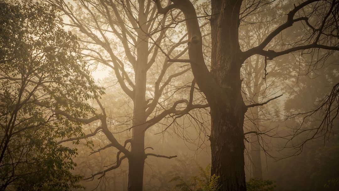 Mysterious Foggy Forest with Towering Tree Trunks