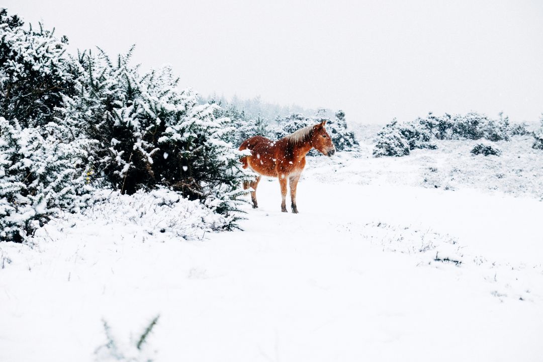 Wild Horse Standing in Snow-Covered Field During Snowfall - Free Images, Stock Photos and Pictures on Pikwizard.com