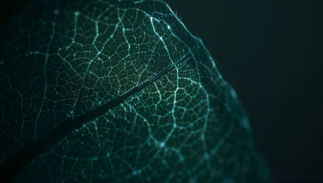 Teal backlit leaf skeleton showing intricate vein network with droplets and luminous detail