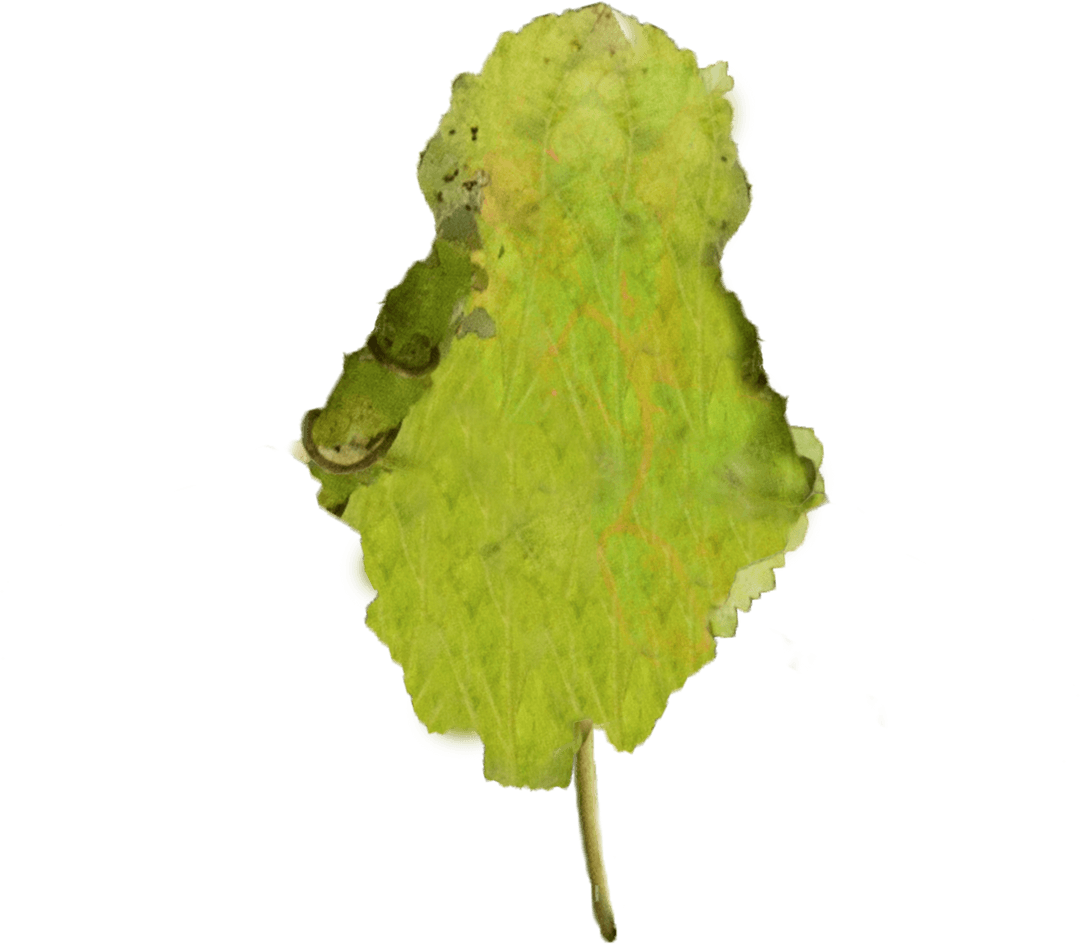 Transparent Dried Green Leaf Cutout Isolated on White Background