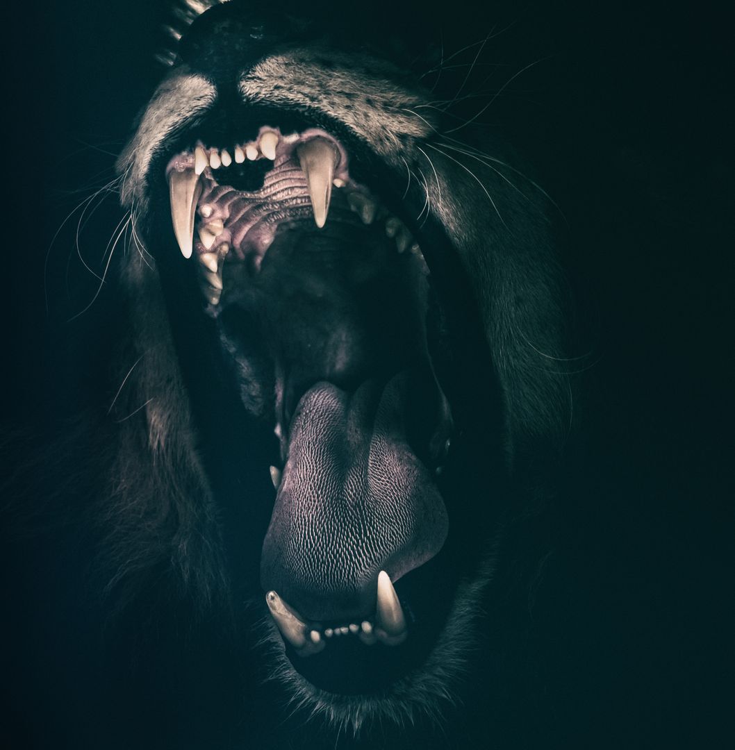 Lion roaring close-up showing sharp fangs and textured tongue dramatic dark portrait