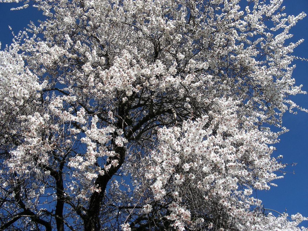 Blossoming Cherry Tree against Clear Blue Sky - Free Images, Stock Photos and Pictures on Pikwizard.com