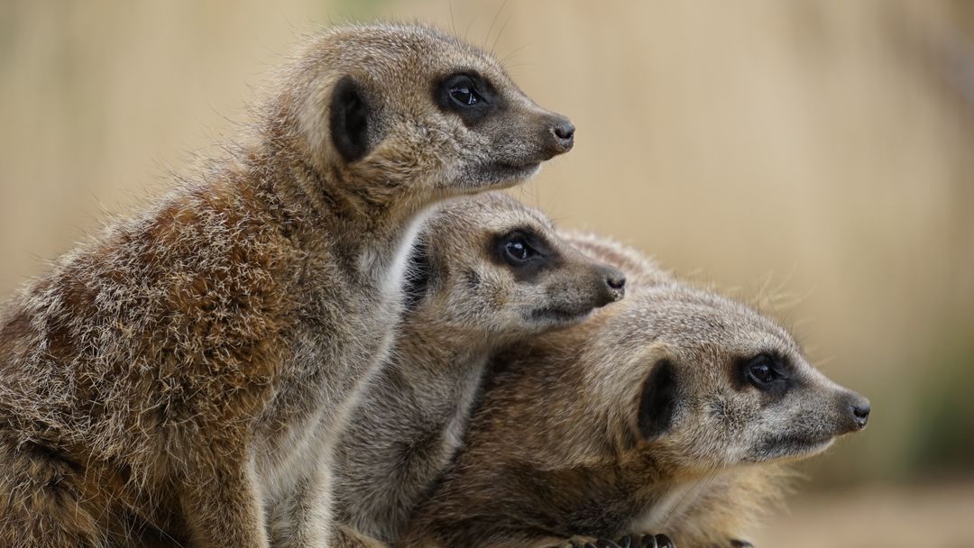 Three meerkat - Free Images, Stock Photos and Pictures on Pikwizard.com