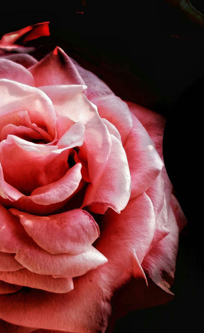 Close-Up of Pink Rose Flower with Dark Background - Free Images, Stock Photos and Pictures on Pikwizard.com