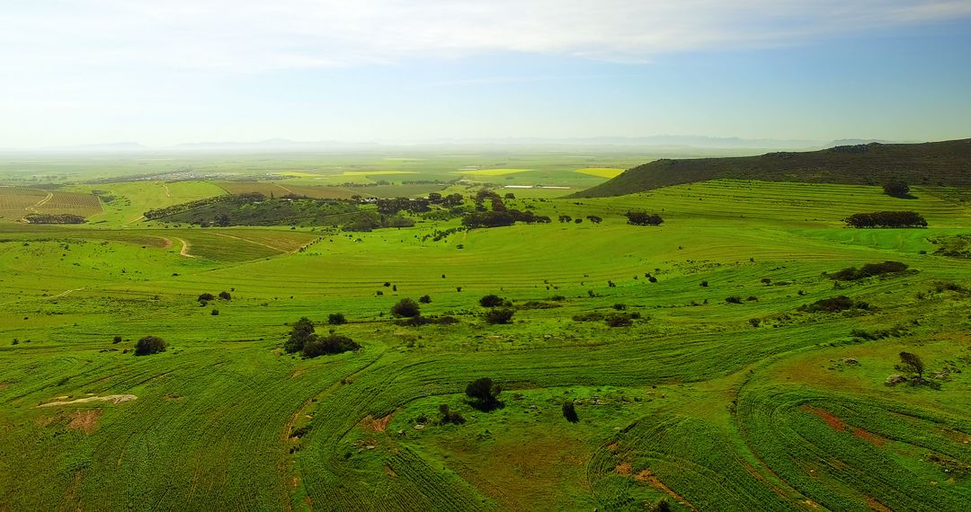 Aerial View of Lush Green Agricultural Fields on Clear Day - Free Images, Stock Photos and Pictures on Pikwizard.com