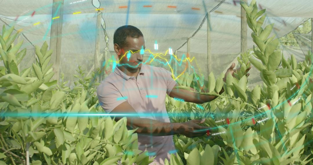 Man Gardening in Shade-grown Greenhouse with Digital Graphics