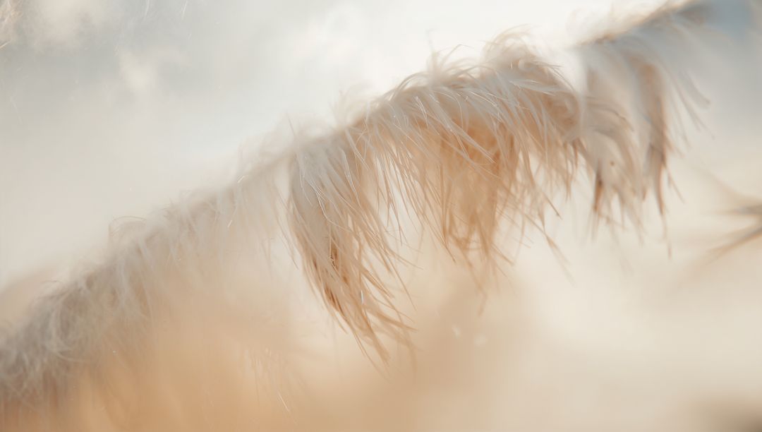 Backlit feathery plume glowing in warm meadow macro, soft beige bokeh background