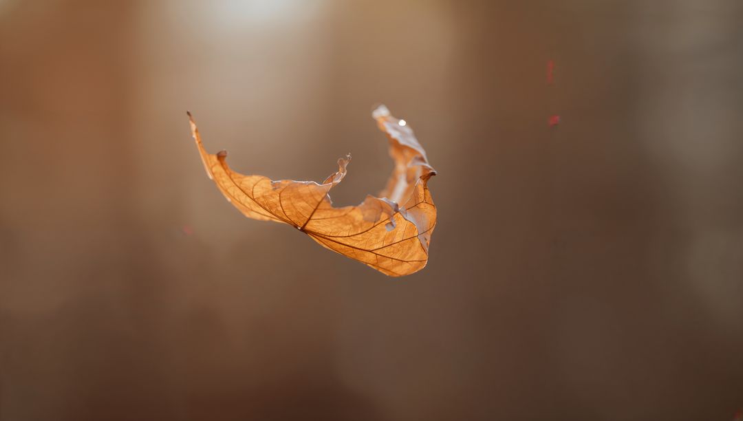 Floating dried oak leaf glowing in warm autumn light, torn veins and soft bokeh