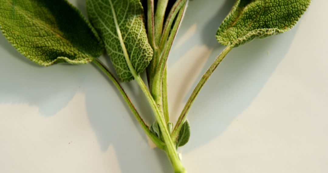 Close-up of Fresh Sage Leaves Against White Background - Free Images, Stock Photos and Pictures on Pikwizard.com