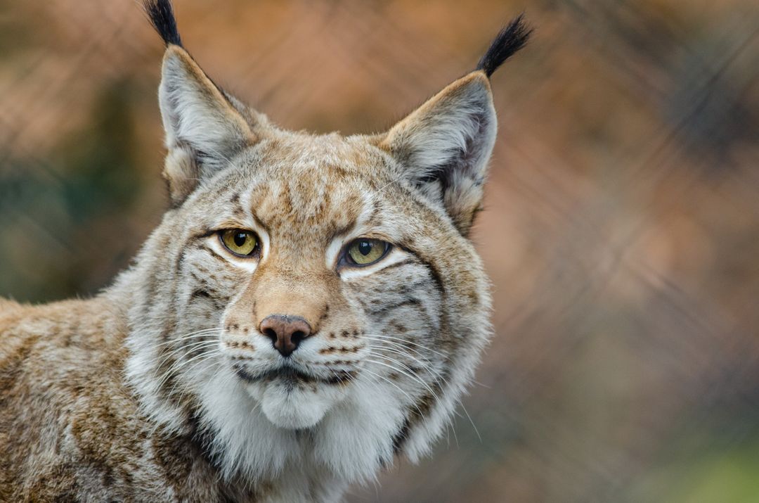 Portrait of Eurasian Lynx with Distinctive Ear Tufts - Free Images, Stock Photos and Pictures on Pikwizard.com