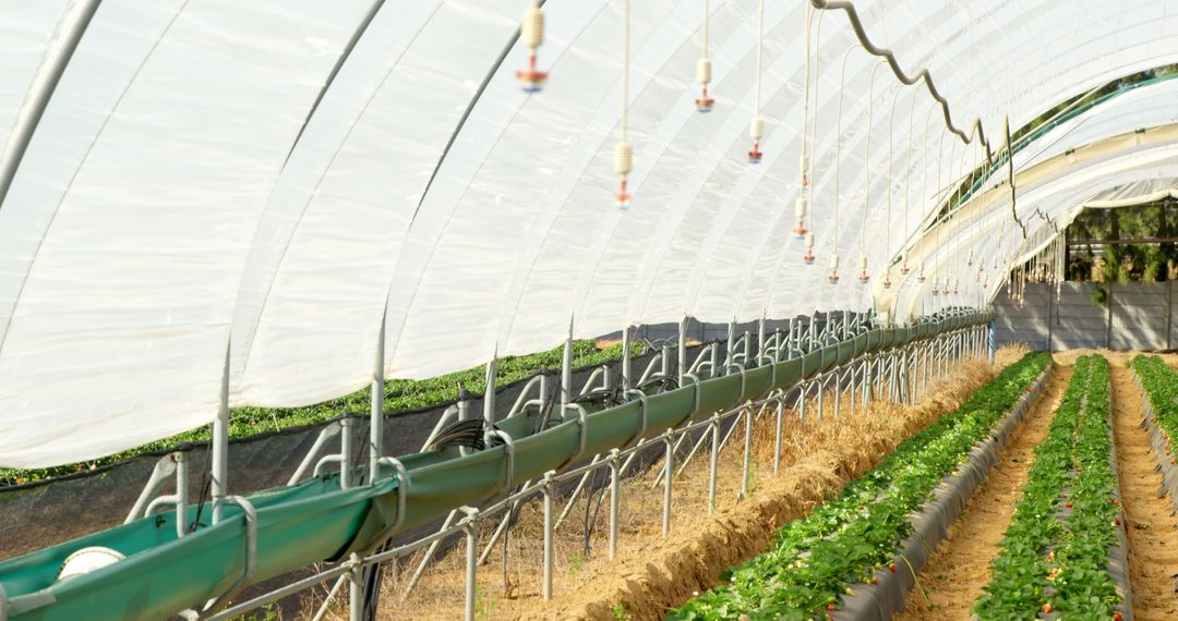 Lush Crops Inside Sunlit Greenhouse with Advanced Irrigation System