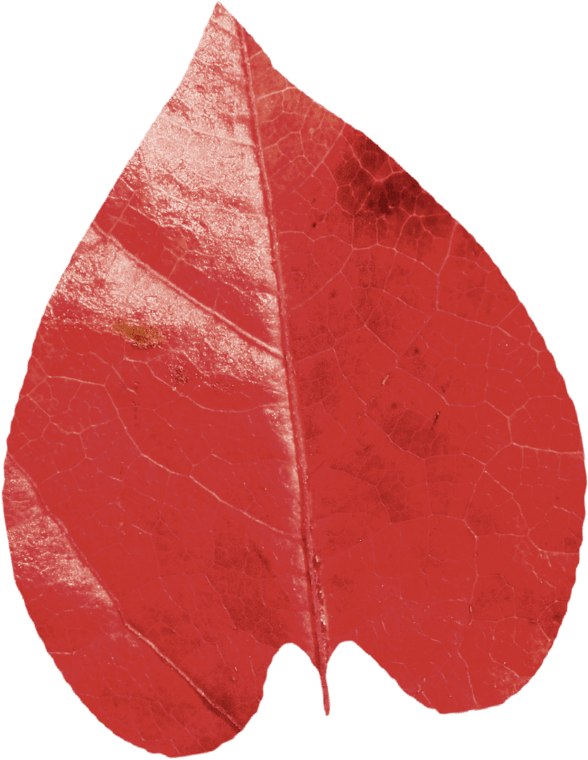 Transparent Red Autumn Leaf with Detailed Texture
