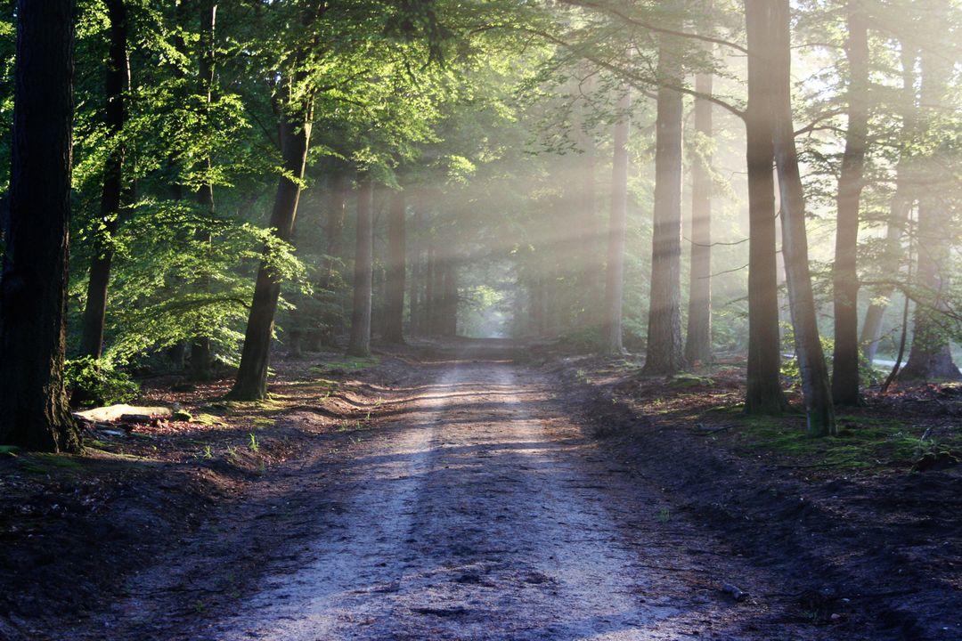 Sunlit Forest Trail with Dusty Path and Tall Trees - Free Images, Stock Photos and Pictures on Pikwizard.com