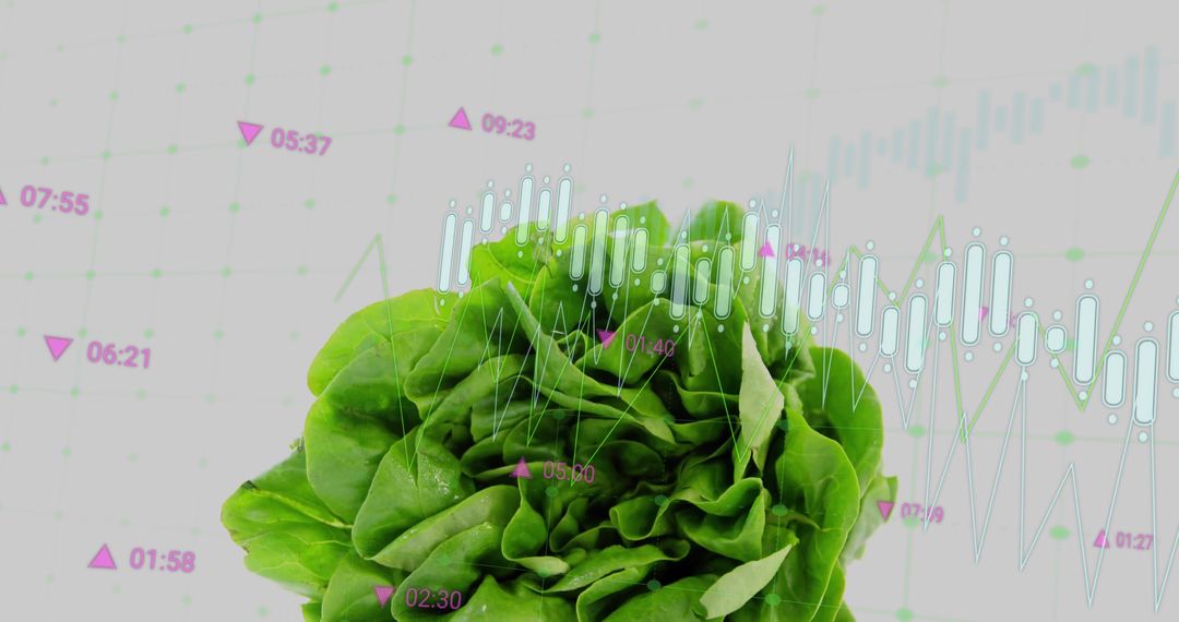 Fresh Lettuce over Digital Data Visualization in Agriculture