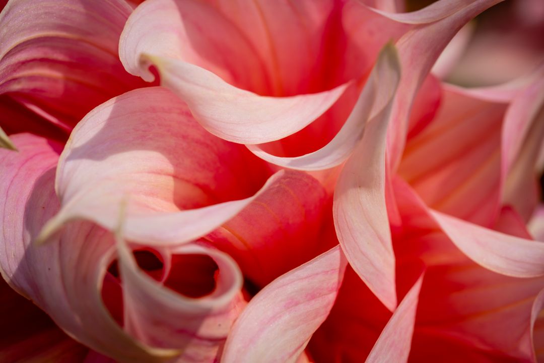 Pink pattern background close-up of pink-petaled swirling flower