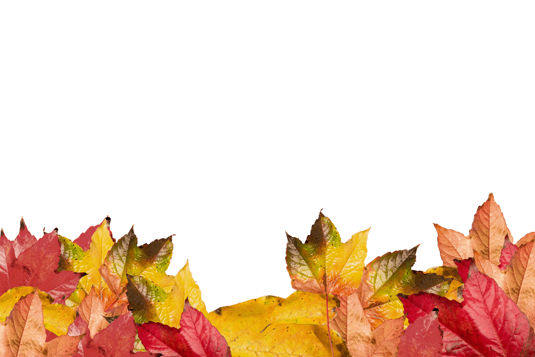 Autumn Leaves Illustration on Transparent Background for Design Projects